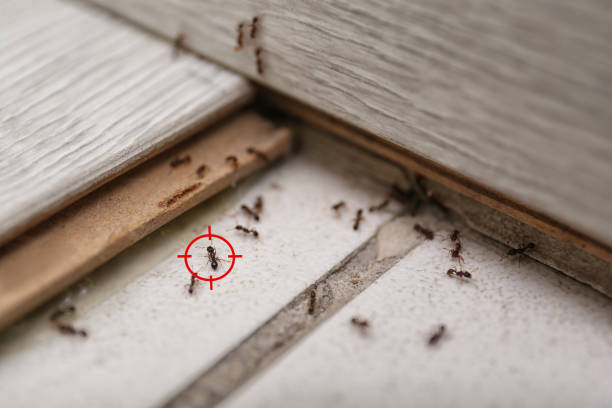 Best Pest Inspection Near Me  in Bayonet Point, FL