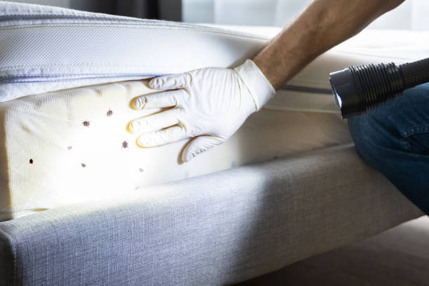 Best Mosquito Control Services  in Bayonet Point, FL