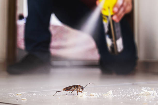 Insect Control in Bayonet Point, FL