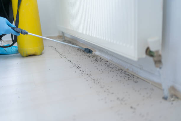 Best Flea Control Services  in Bayonet Point, FL